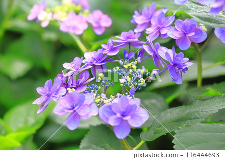 佐手權現堂櫻花堤 繡球花盛開 116444693