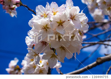 [Kyoto Scenery] The beautiful sight of a row of cherry blossom trees on the Philosopher's Path 116444735