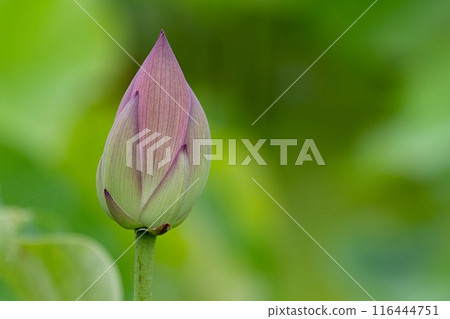 Bud of lotus 116444751