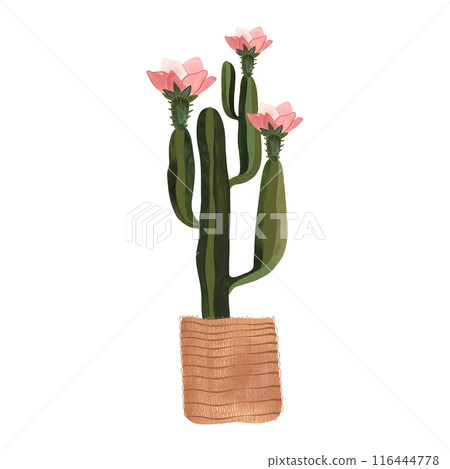 Cactus in a wicker basket. Plants for the home. Floriculture. Interior decoration. Isolated watercolor illustration on white background. Clipart. 116444778