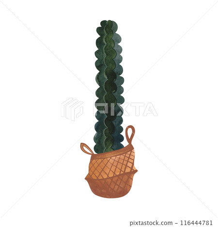 Cactus in a wicker basket. Plants for the home. Floriculture. Interior decoration. Isolated watercolor illustration on white background. Clipart. Cactus in a wicker basket. Plants for the home. Floriculture. Interior decoration. Isolated watercolor illustration on white background. Clipart. 116444781