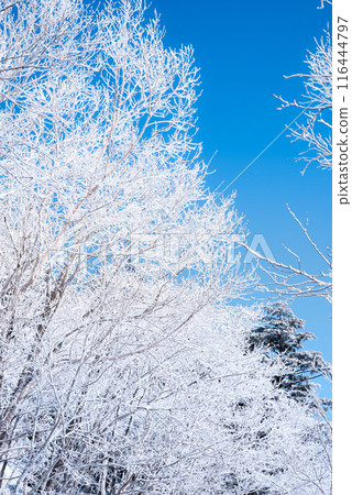Snow-covered birch Snow-covered birch 116444797