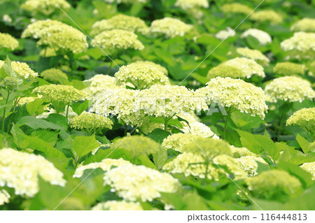Satte Gongendo Sakura Tsutsumi: White Annabelle blossoms blooming all over the slope 116444813