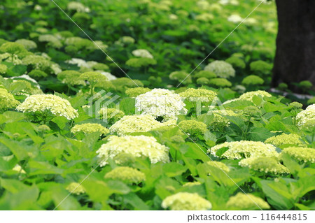 Satte Gongendo Sakura Tsutsumi: White Annabelle blossoms blooming all over the slope 116444815
