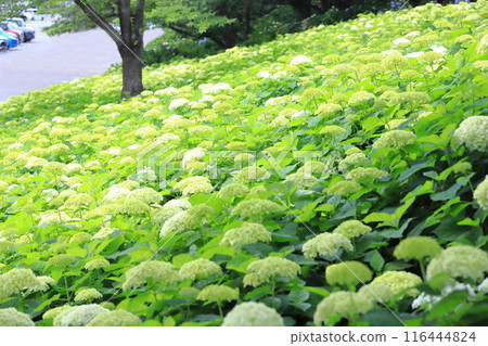 Satte Gongendo Sakura Tsutsumi: White Annabelle blossoms blooming all over the slope Satte Gongendo Sakura Tsutsumi: White Annabelle blossoms blooming all over the slope 116444824
