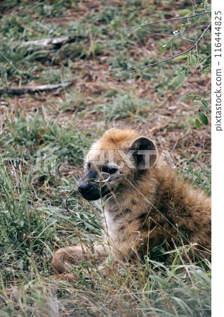 Close up portrait spotted hyena looking at camera, animal in natural habitat, South Africa Close up portrait spotted hyena looking at camera, animal in natural habitat, South Africa 116444825