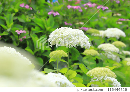 Satte Gongendo Sakura Tsutsumi: White Annabelle blossoms blooming all over the slope Satte Gongendo Sakura Tsutsumi: White Annabelle blossoms blooming all over the slope 116444826