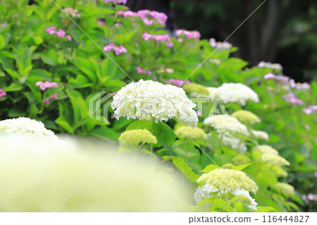 Satte Gongendo Sakura Tsutsumi: White Annabelle blossoms blooming all over the slope 116444827