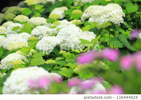 Satte Gongendo Sakura Tsutsumi: White Annabelle blossoms blooming all over the slope 116444828