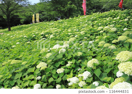 佐手權現堂櫻花堤 - 滿坡盛開的白色安娜貝爾 116444831