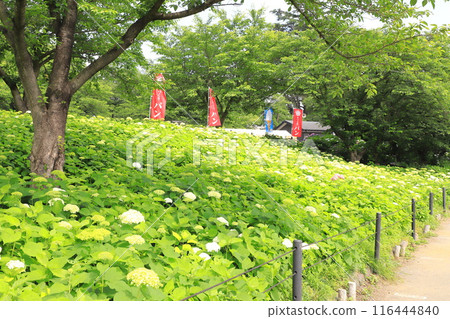 Satte Gongendo Sakura Tsutsumi: White Annabelle blossoms blooming all over the slope 116444840