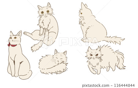 5 types of poses for cats (long hair/short hair) 116444844