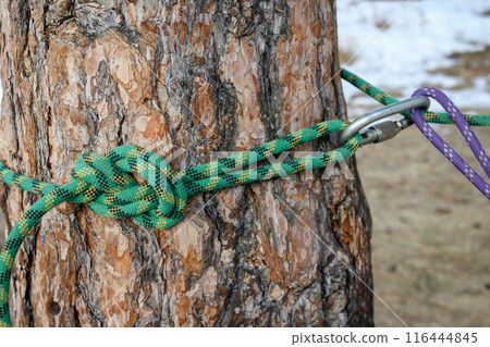 purple and green ropes, tied around tree with steel carabiner. Mountaineering, rock climbing training and education. 116444845