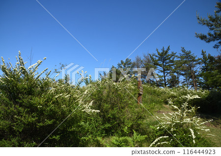 Summit of Mount Ryumon (Kishimotsuke) [Kinokawa City, Wakayama Prefecture] 116444923