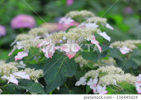 Satte Gongendo Sakura Tsutsumi: Adorable mountain hydrangeas 116445024