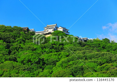 [Ehime Prefecture] Matsuyama Castle seen from Shiroyama Park 116445170