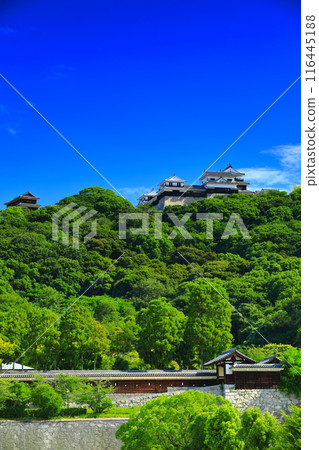 [Ehime Prefecture] Matsuyama Castle seen from Shiroyama Park (Ninomaru Historical Garden and Castle Tower) 116445188
