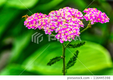 西洋蓍草花 西洋蓍草花 116445398