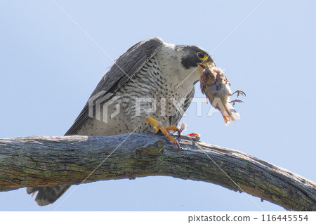 遊隼在樹枝上吃東西 遊隼在樹枝上吃東西 116445554