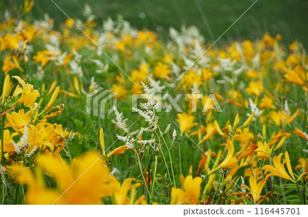 Kirigamine Highlands - Scenery of Hemerocallis nikkoi flowers and keratinosa blooming on Fujimidai Kirigamine Highlands - Scenery of Hemerocallis nikkoi flowers and keratinosa blooming on Fujimidai 116445701