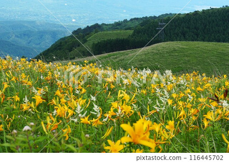 Kirigamine Highlands - Scenery of Hemerocallis nikkoi flowers and keratinosa blooming on Fujimidai Kirigamine Highlands - Scenery of Hemerocallis nikkoi flowers and keratinosa blooming on Fujimidai 116445702