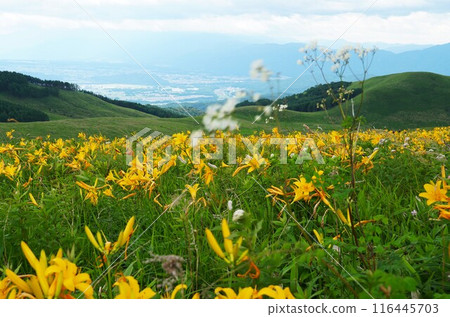 霧峰高原 - 富士見台黃花菜和落葉松盛開的景色 116445703