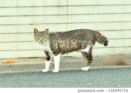 Cat 116445719