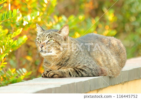 貓 116445752