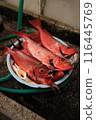 Fresh fish sold at the market 116445769