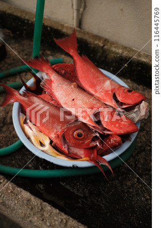Fresh fish sold at the market Fresh fish sold at the market 116445769