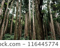 forest lined with cedar trees 116445774