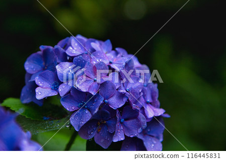 With spring approaching, hydrangeas are in full bloom after the rain at Mt. Asuwa. With spring approaching, hydrangeas are in full bloom after the rain at Mt. Asuwa. 116445831