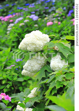 Oak-leaf Hydrangea (Quercus macrophylla) Harmony Oak-leaf Hydrangea (Quercus macrophylla) Harmony 116445832