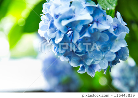 With spring approaching, hydrangeas are in full bloom after the rain at Mt. Asuwa. 116445839
