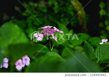 With spring approaching, hydrangeas are in full bloom after the rain at Mt. Asuwa. 116445841