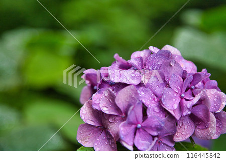 春天來了，雨後的足羽山繡球花盛開。 116445842