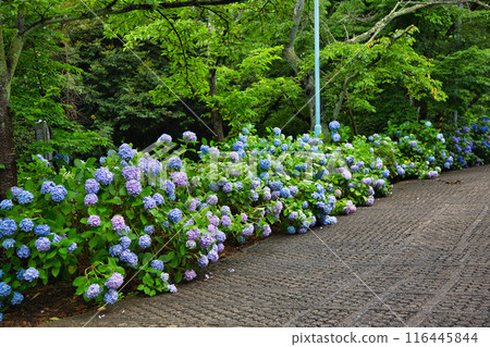 春天來了，雨後的足羽山繡球花盛開。 116445844