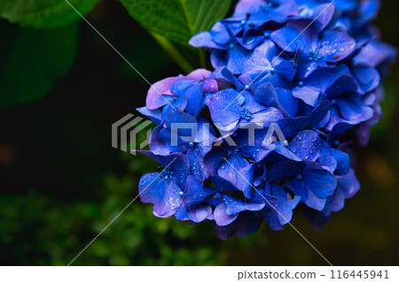 春天來了，雨後的足羽山繡球花盛開。 116445941