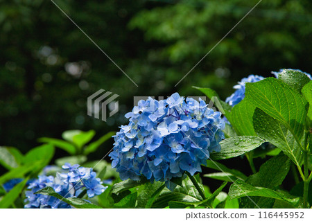 With spring approaching, hydrangeas are in full bloom after the rain at Mt. Asuwa. 116445952