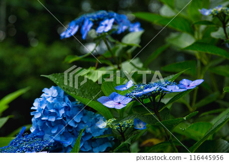 With spring approaching, hydrangeas are in full bloom after the rain at Mt. Asuwa. 116445956