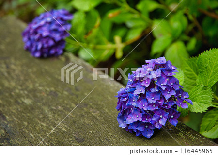 春天來了，雨後的足羽山繡球花盛開。 116445965