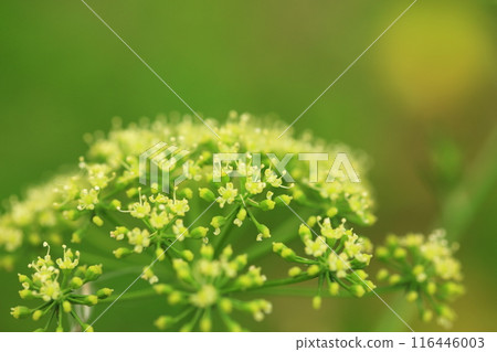 小歐芹花 116446003