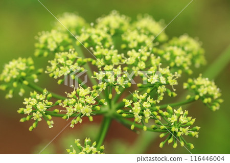 歐芹花 116446004