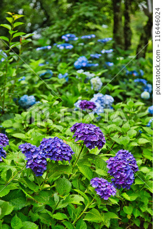 With spring approaching, hydrangeas are in full bloom after the rain at Mt. Asuwa. With spring approaching, hydrangeas are in full bloom after the rain at Mt. Asuwa. 116446024