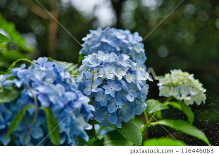 With spring approaching, hydrangeas are in full bloom after the rain at Mt. Asuwa. With spring approaching, hydrangeas are in full bloom after the rain at Mt. Asuwa. 116446063