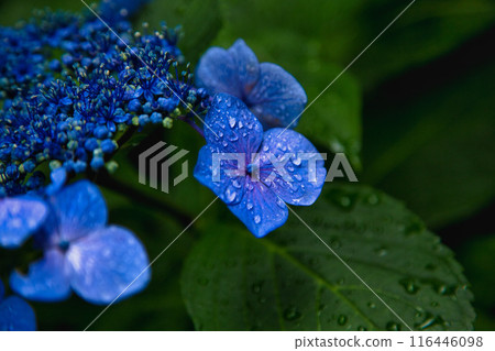 With spring approaching, hydrangeas are in full bloom after the rain at Mt. Asuwa. 116446098