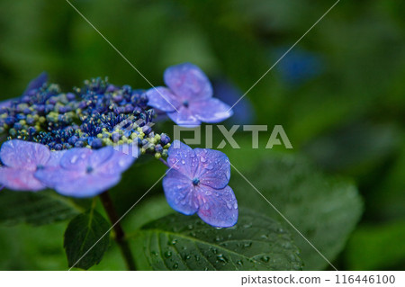 With spring approaching, hydrangeas are in full bloom after the rain at Mt. Asuwa. 116446100