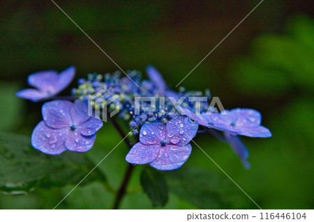 春天來了，雨後的足羽山繡球花盛開。 116446104