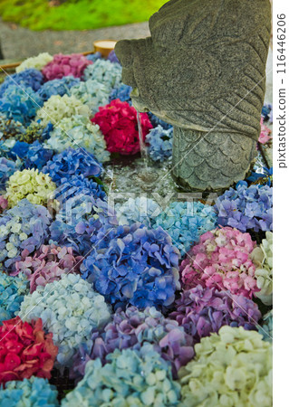 春天來了，雨後的足羽山繡球花盛開。 116446206