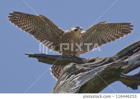 A young Peregrine Falcon about to fly out to the New World A young Peregrine Falcon about to fly out to the New World 116446253
